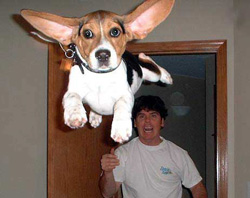 DoggieToss.jpg