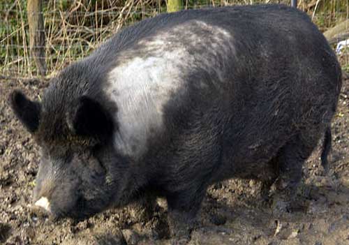 Iron Age Pig