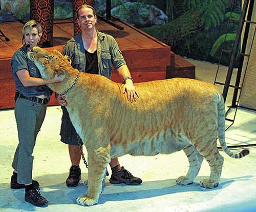 Liger 01
