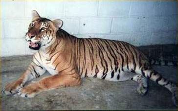 Ti Liger 01
