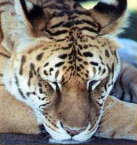 Ti Liger 02